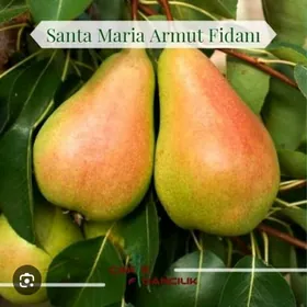 ARMUT TURK NAHAL