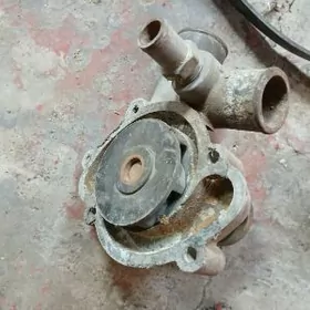 gazel pompo
