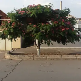baglar