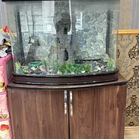 akwarium.аквариум