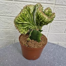 kaktus