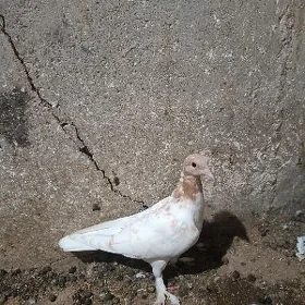 Kepderi