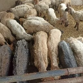 xallal mallar