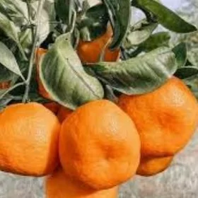 MANDALIN SATSUMA TURK NAHAL