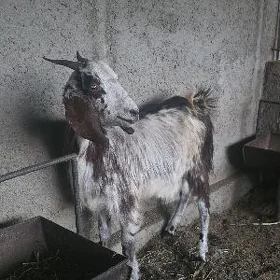 Pakistan geçi