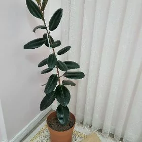домашние растения Фикус