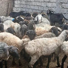 Гоюнгечи