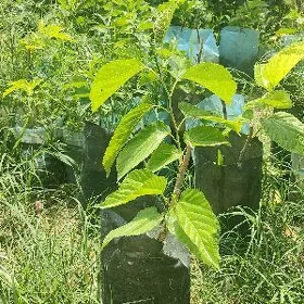 sa tut cynar yaprak tut