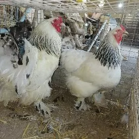 Brama