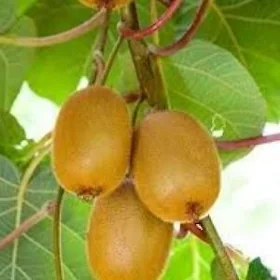 KIWI TURK NAHAL