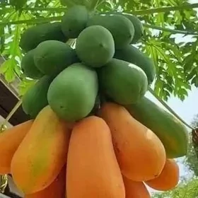PAPAYA TURK NAHAL
