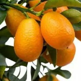 KAMKUAT TURK NAHAL