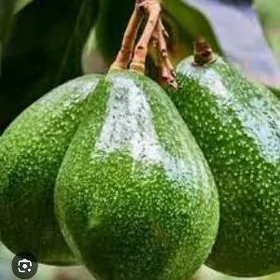 AVAKADO TURK NAHAL