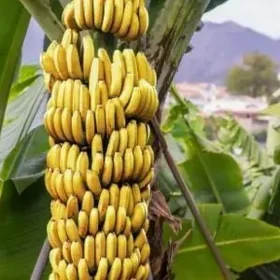 BANAN TURK NAHAL