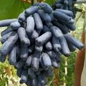 AVATAR UZUM TURK NAHAL