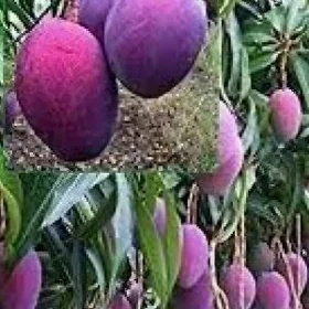 MANGO TURK NAHAL