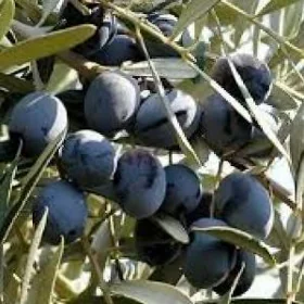 ZEYTUN GEMLIK AYVALIK TURK NA