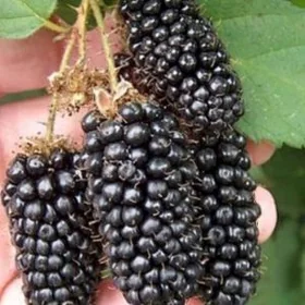 DIKENSIZ BOGURTLEN JUMBO