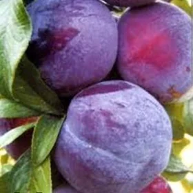 GARALY TURK NAHAL