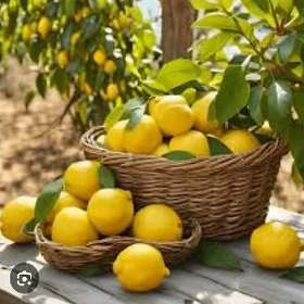 LIMON YEDIVEREN MAYER TURK NAH