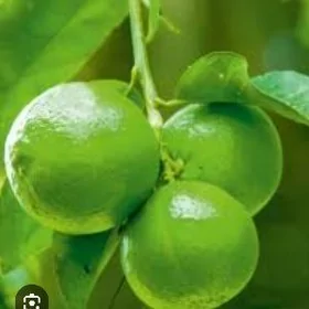 LIME YASYL LIMON TURK NAHAL