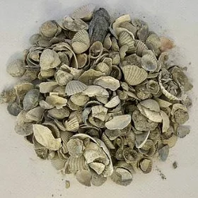 Balykgulak,Rakuska,Towuk üçin