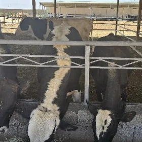 FERMA UCIN 50 GA SATLYK YER
