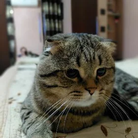 Кот на ВЯЗКУ