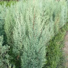 кипарис аризонка