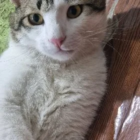 Кот Мальчик Pishik