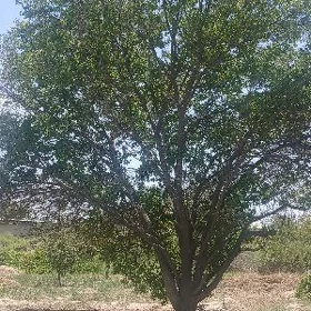 odunlyk agaclar