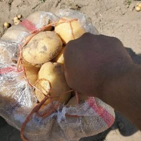 Kartoska картошка 🍟