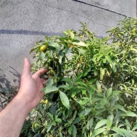 кумкват лимон limon