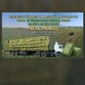 Yorunja kip