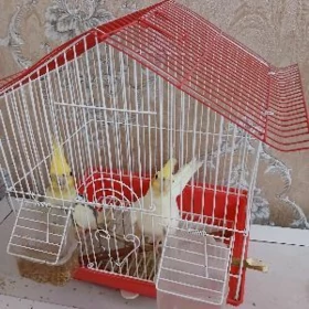 Guş we ketek
