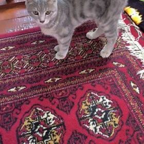 Pişik Кошка