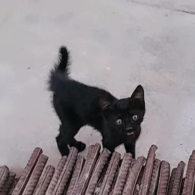 Garaja pişik çagalary