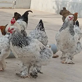 Brama towuk
