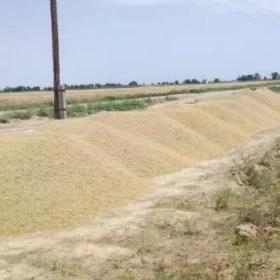 Arpa mekge kepek sulha sarun