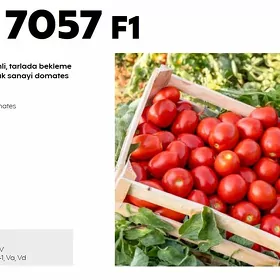 7057 F1 Pomidor tohum