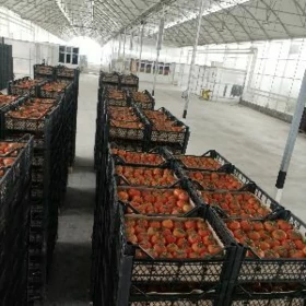 Işgär gözleýän gelin gyz