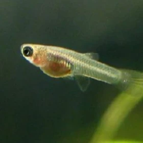 Guppi balyk kicisi