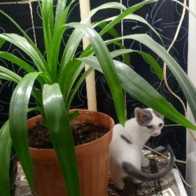 котята