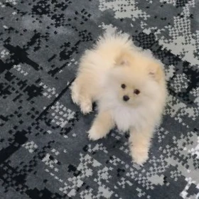 померанский шпиц