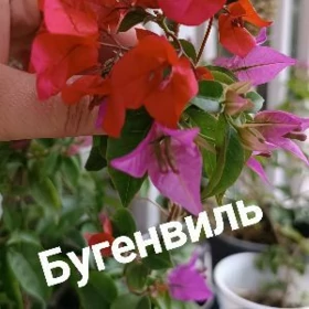 цветы д/дома,улицы,балкона