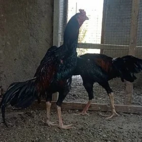 САМАРКАНТ ЖУЖЕ