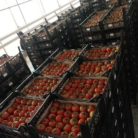 Parnige oglan gyzlary işe alýa