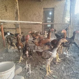 horaz paroda jujeleri