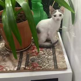 котята