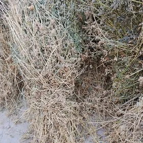 yorunja (kulte)